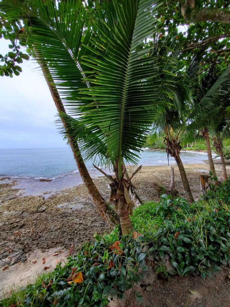 View of calm ocean with palm trees and foliage on Caribbean side of Costa Rica. Wander&Prosper.